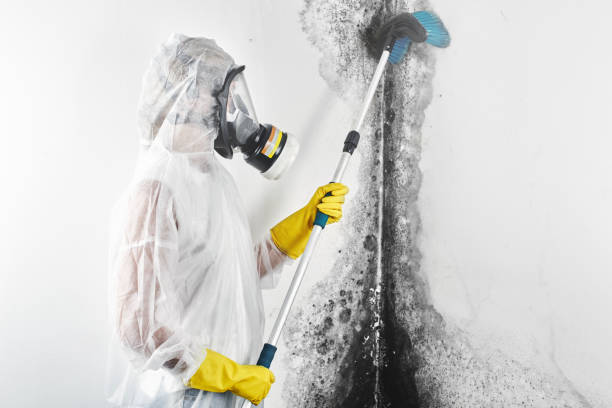 Environmental Consulting for Mold Prevention in Wallingford Center, CT